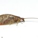 Brown Pine Lacewing - Photo (c) Dan MacNeal, some rights reserved (CC BY), uploaded by Dan MacNeal