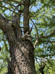 Havardia acatlensis