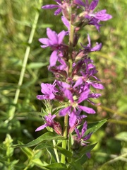 Lythrum salicaria