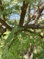 Havardia acatlensis