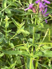 Lythrum salicaria