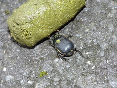 Phelotrupes formosanus