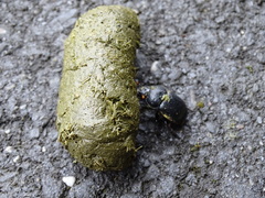Phelotrupes formosanus