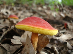 Boletaceae