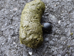 Phelotrupes formosanus