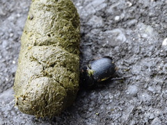 Phelotrupes formosanus