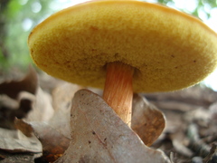 Boletaceae