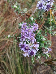 Linochilus phylicoides