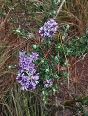 Linochilus phylicoides