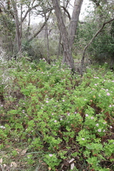 Pelargonium × asperum