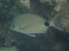 Diplodus caudimacula