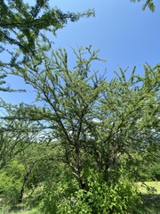 Havardia acatlensis