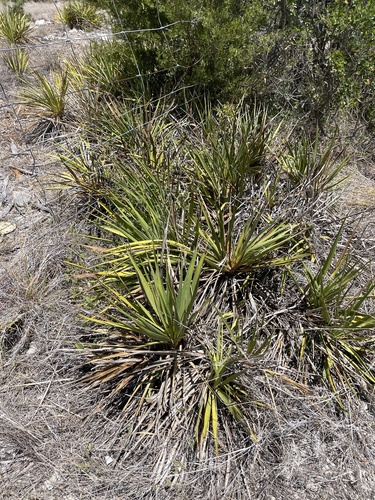 Yucca reverchonii