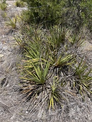 Yucca reverchonii