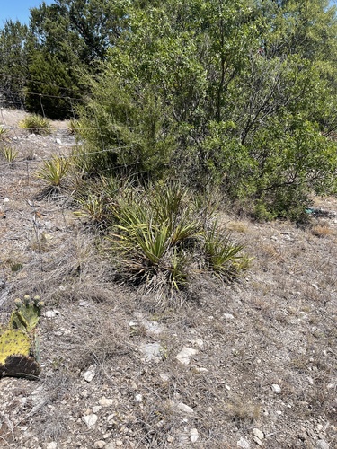 Yucca reverchonii