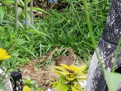 Sylvilagus floridanus