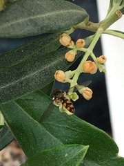 Meliscaeva auricollis