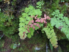 Adiantum concinnum image