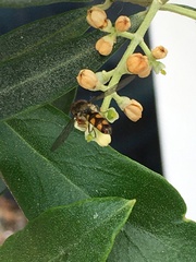 Meliscaeva auricollis