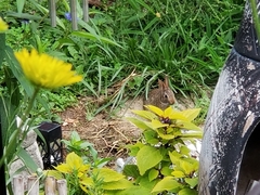 Sylvilagus floridanus