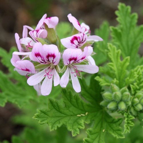 Pelargonium