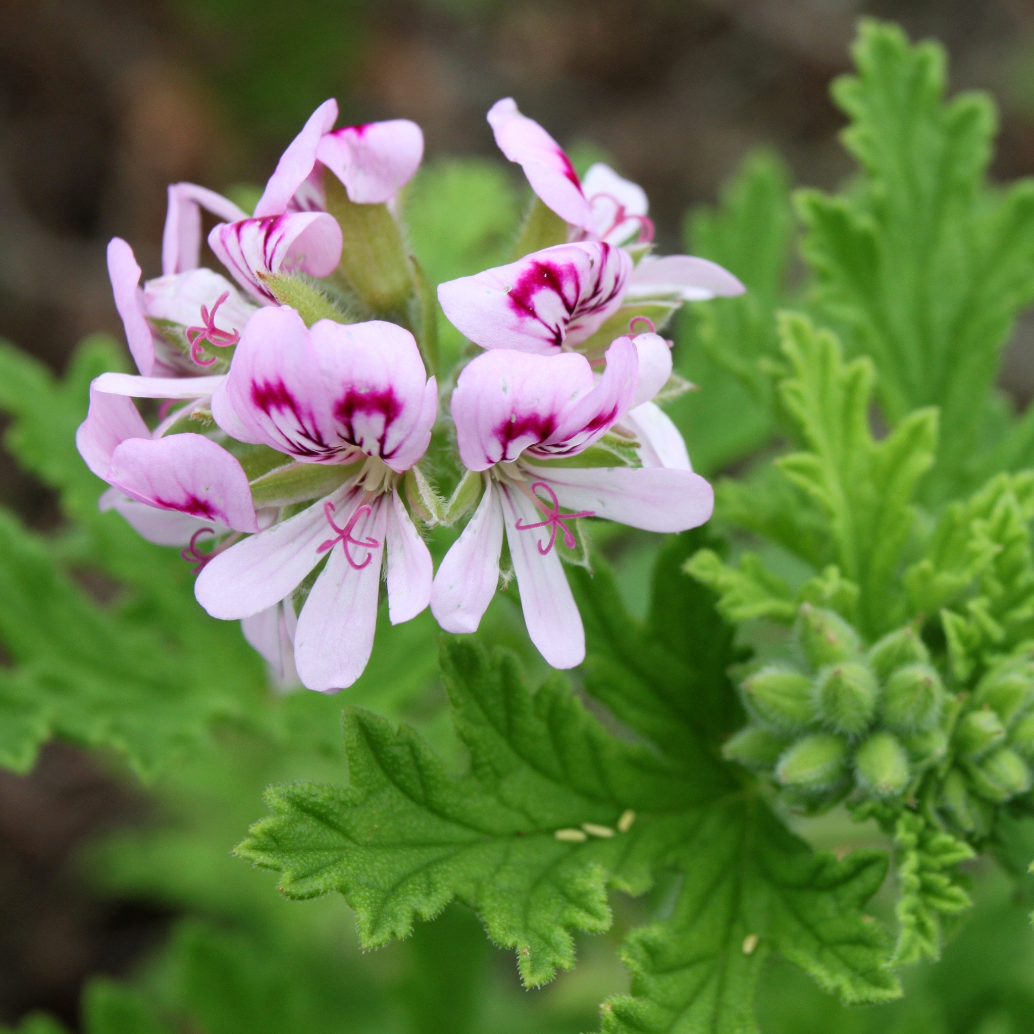 Imagem de Malva Cheirosa