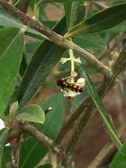 Meliscaeva auricollis