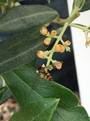 Meliscaeva auricollis