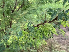 Havardia acatlensis