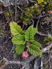 Rubus acanthophyllos