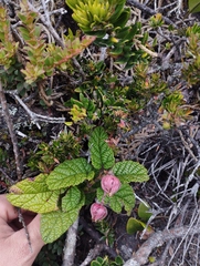 Rubus acanthophyllos