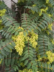 Ailanthus altissima