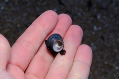 Chlorodiloma adelaidae