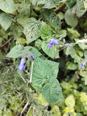 Salvia amethystina