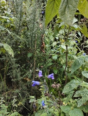 Salvia amethystina