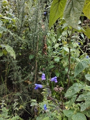 Salvia amethystina