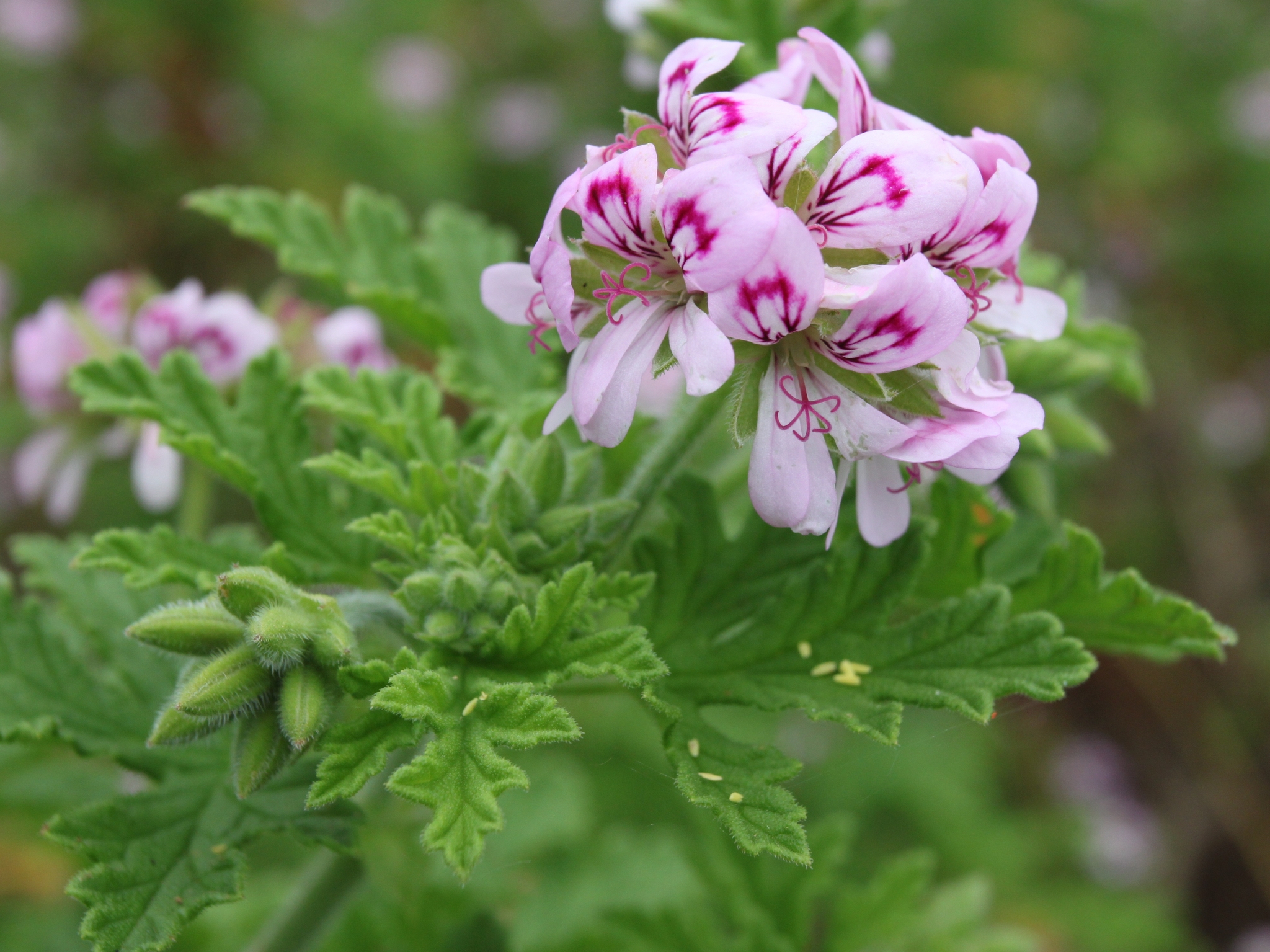 Imagem de Malva Cheirosa