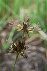 Juncus orthophyllus