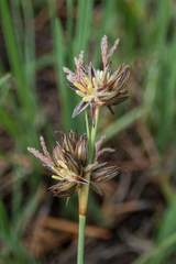 Juncus orthophyllus