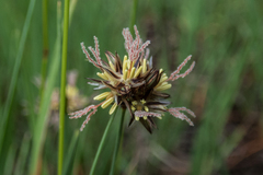 Juncus orthophyllus