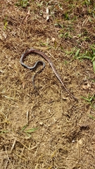 Oxyrhopus clathratus