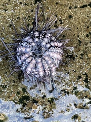 Echinometra vanbrunti