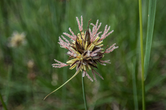 Juncus orthophyllus