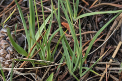 Juncus orthophyllus