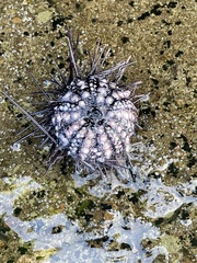 Echinometra vanbrunti