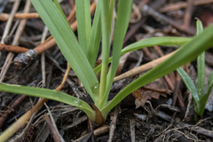 Juncus orthophyllus