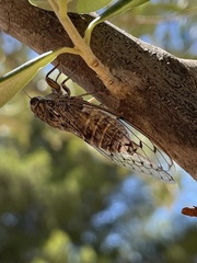 Cicada barbara