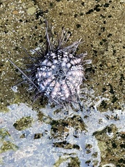 Echinometra vanbrunti