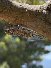 Cicada barbara