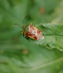 Elasmostethus interstinctus